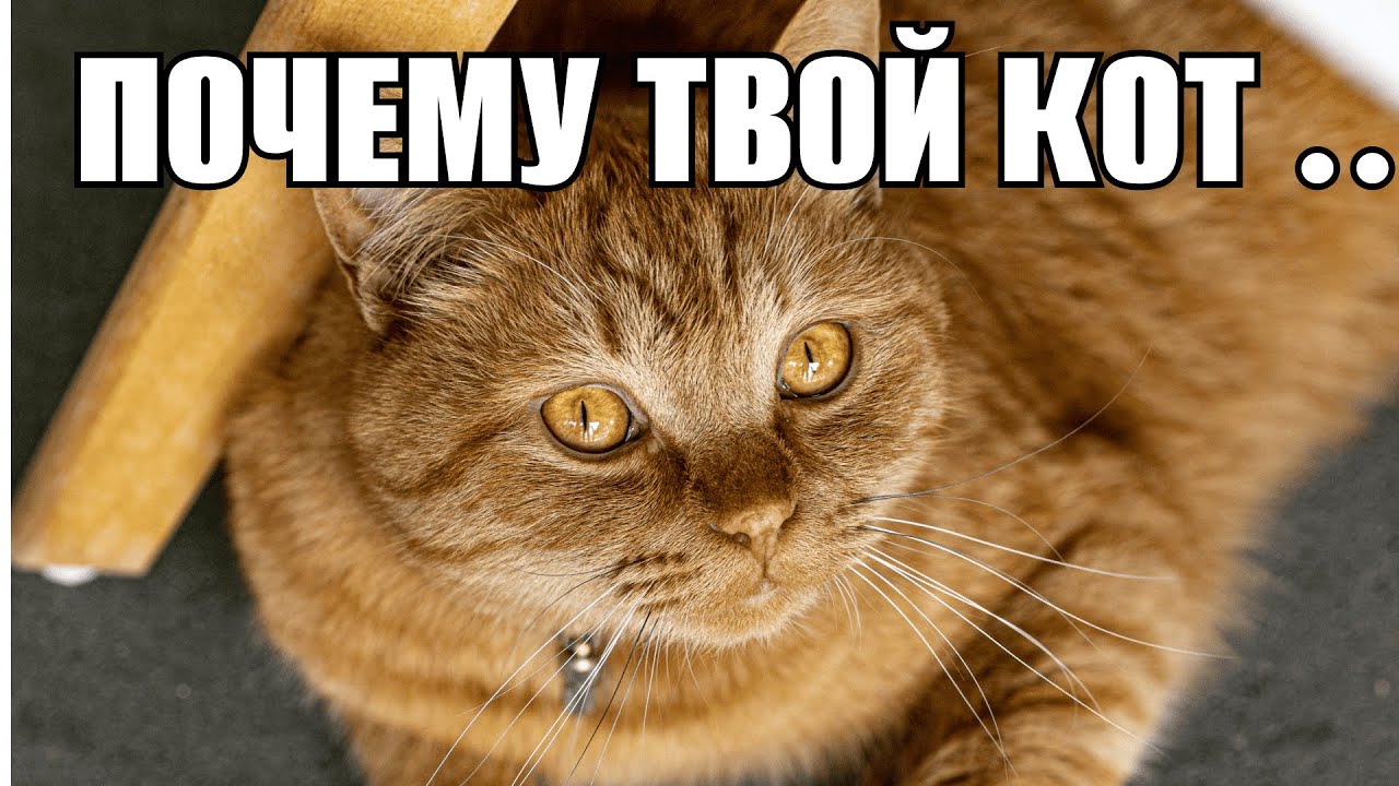 Почему кошка ходит за вами по пятам? даже в туалет!