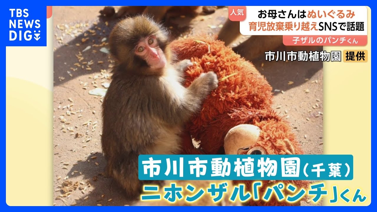「#がんばれパンチ」ぬいぐるみを母親代わりに育つサルの「パンチ」くんに反響　母ザルが育児放棄　SNSで投稿相次ぎ来園者数“2倍”に　千葉・市川市動植物園｜TBS NEWS DIG