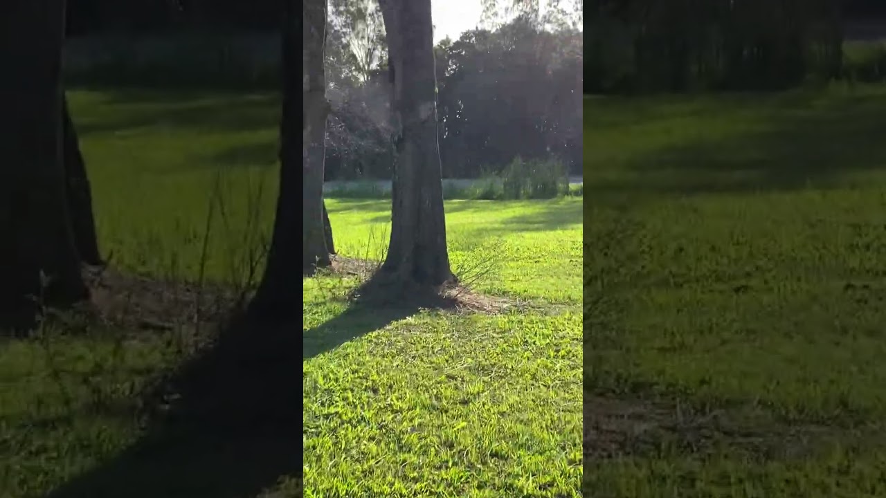 #mslife #nature #mslifestyle #birds #australia #dogs #scooter #chihuahua #somynameisbaby #wombie