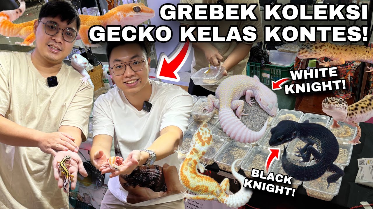 GREBEK KOLEKSI LEOPARD GECKO KEREN DAN SIAP KONTES DI PAMERAN HEWAN DALAM MALL INI!