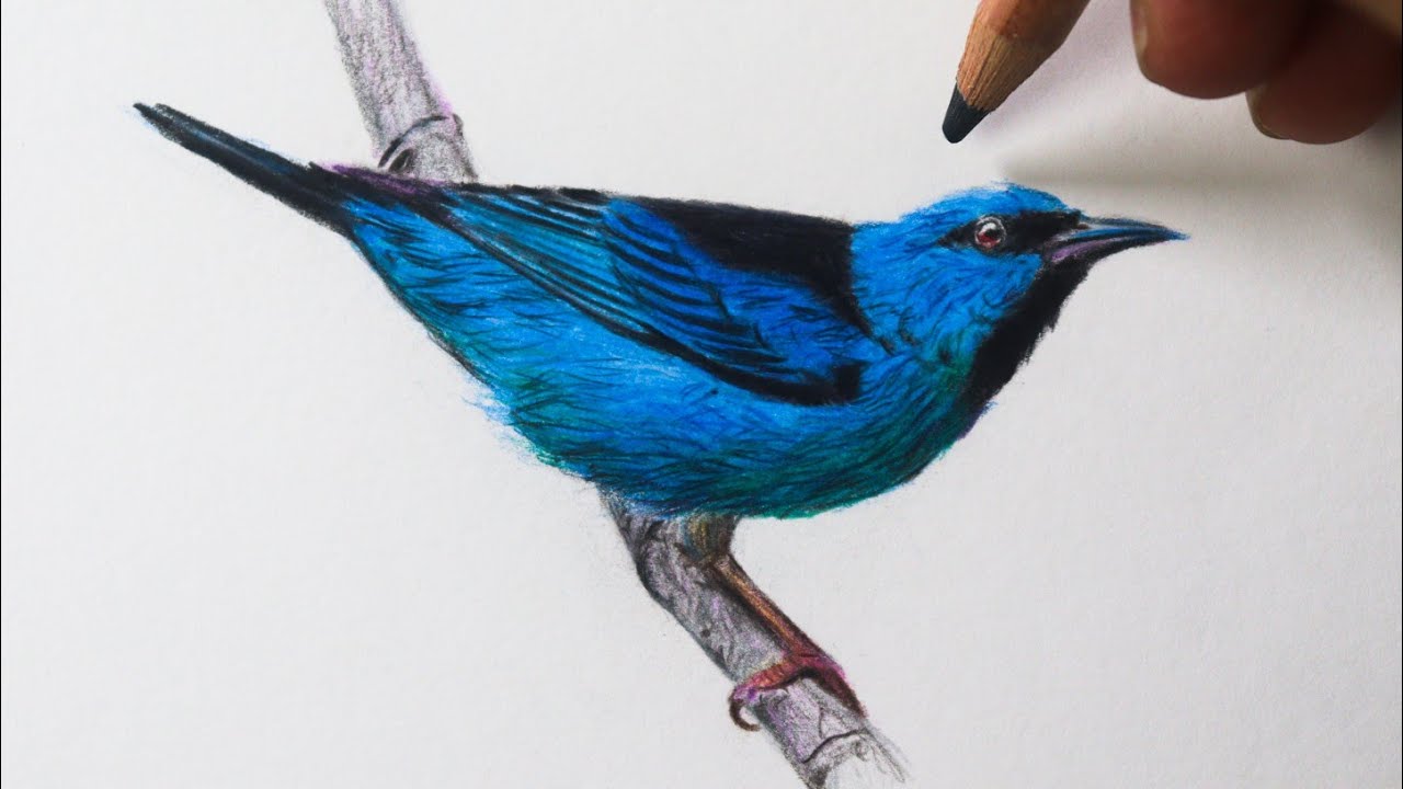 Como desenhar um passarinho Saí azul ( Tutorial detalhado ) NARRADO