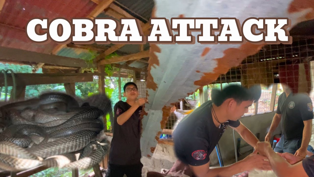 ANG PAG SUGOD NG NGA COBRA KILA ATE ZUMI #cobraprince