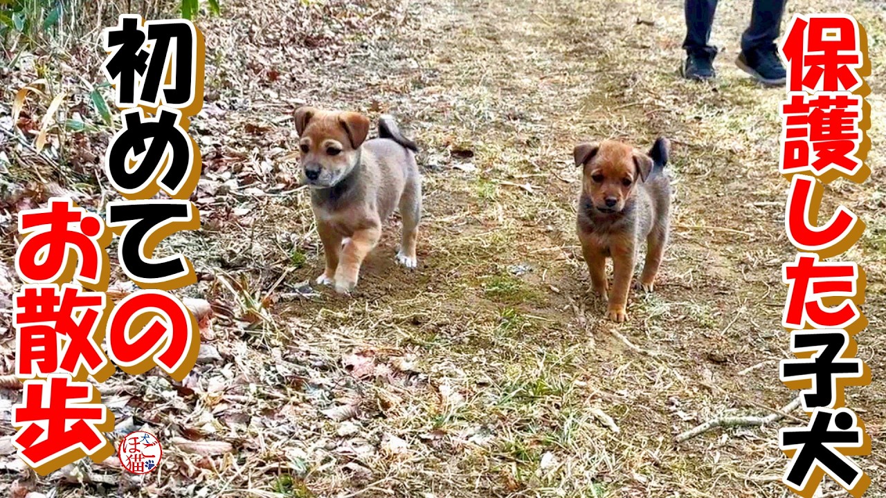 【保護犬  子犬】初めてのお散歩＋おまけコーナー