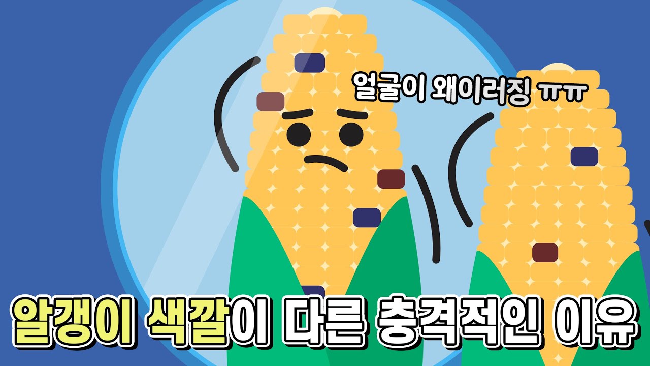 옥수수 알갱이 색깔이 다른 충격적인 이유