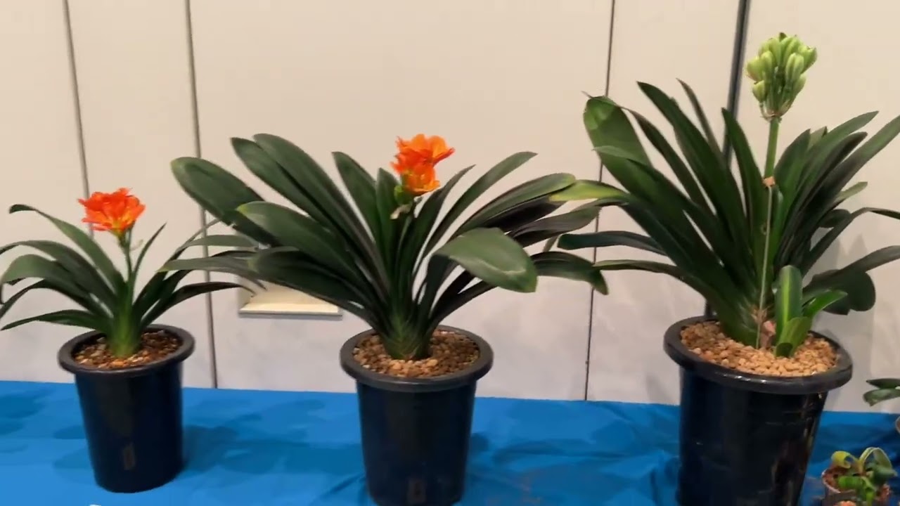 日本君子蘭協会春の展示即売会2023 Japan Clivia Society Spring Show 2023