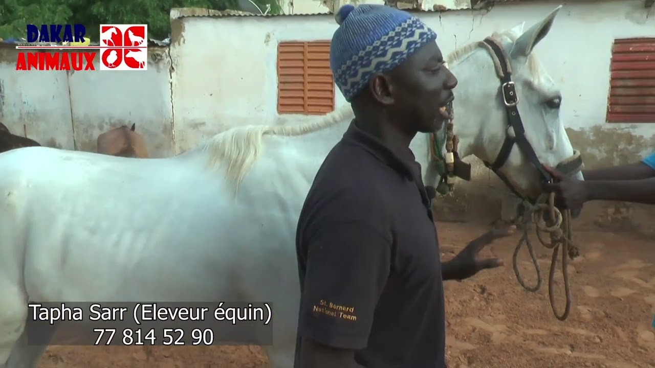 Des révélations inédites sur le cheval 