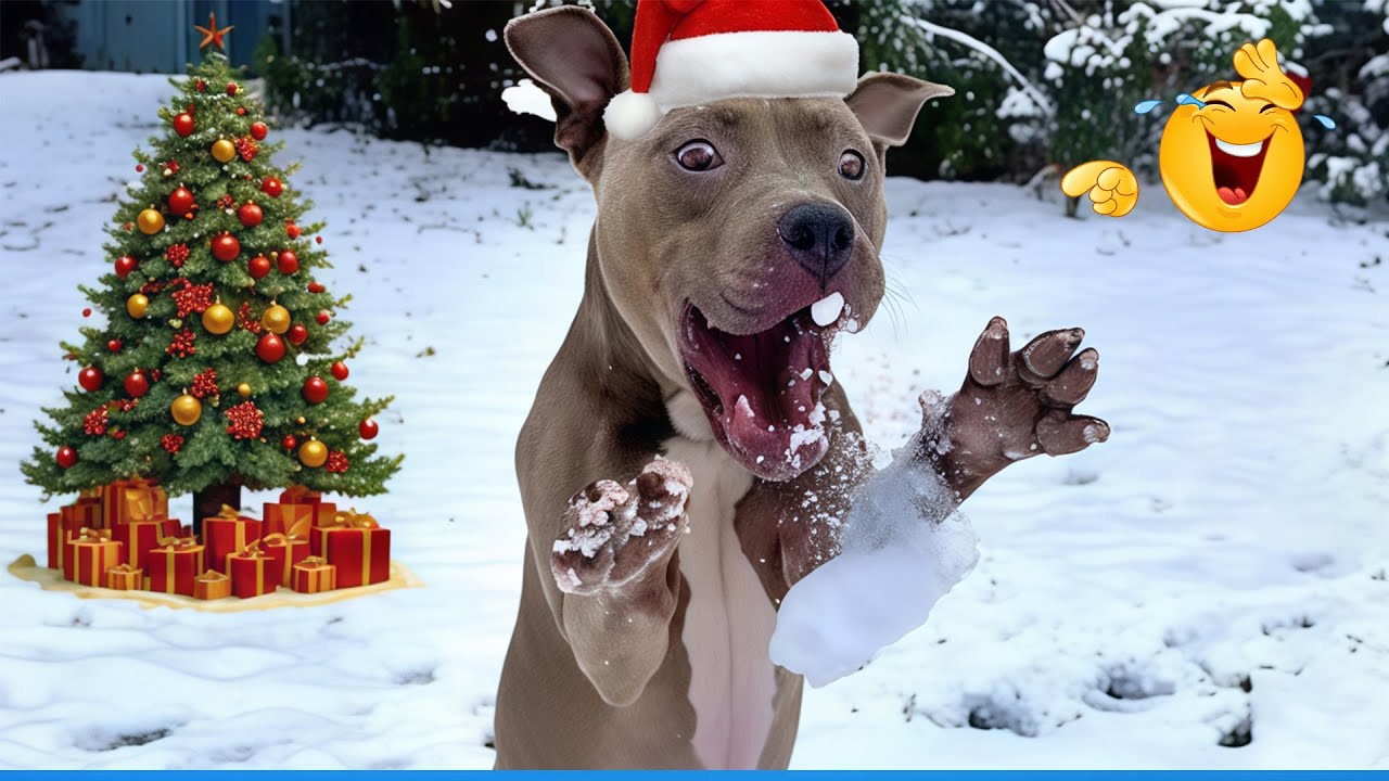 Funny Dog ​​And Cat Video Collection CELEBRATING CHRISTMAS 😹🐶| Try Not To Laugh 🤣😂