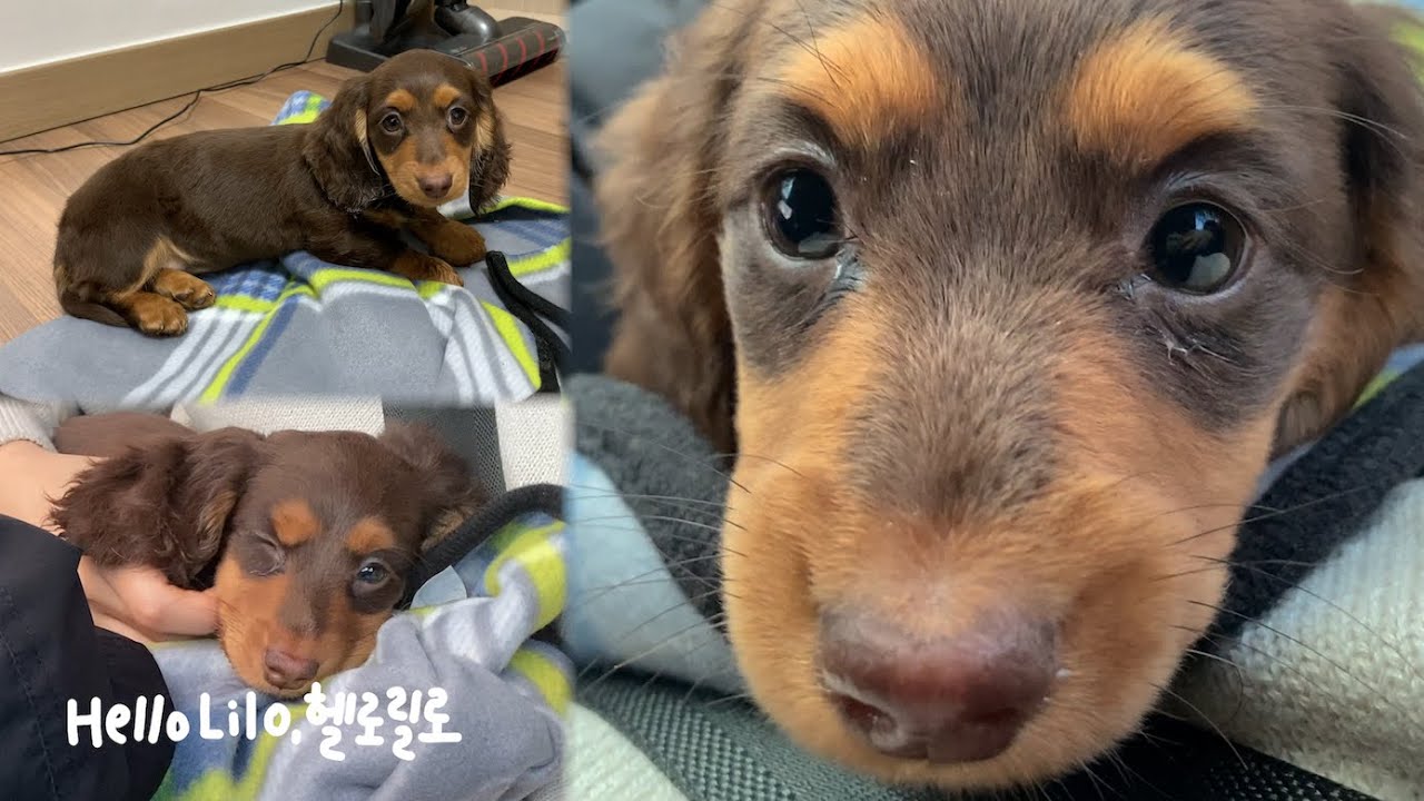 아기 닥스훈트 릴로 처음 만난 날🐶 (전문 견사 입양)