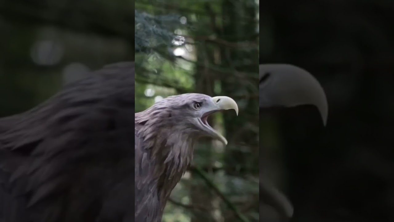 Hungry eagle
