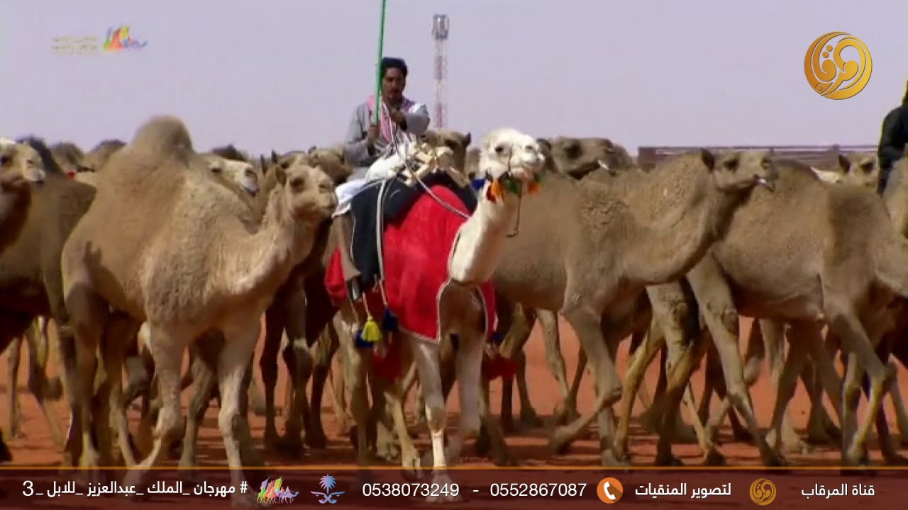 مشالع ابل عبدالله العتيبي وابل ناصر فراج السبيعي - طبع الإبل اليوم الأول