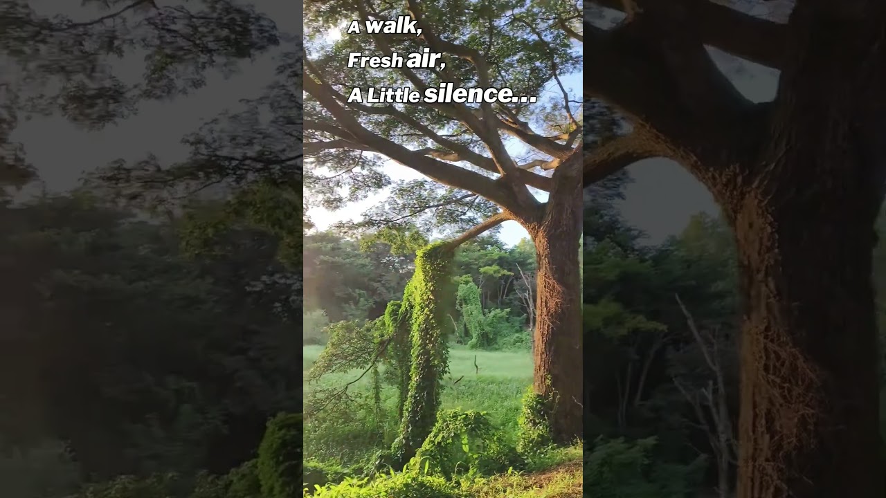 🌿In Mysore, best place for Stress to Peace &mdash; My Healing Therapy #shorts #travelling