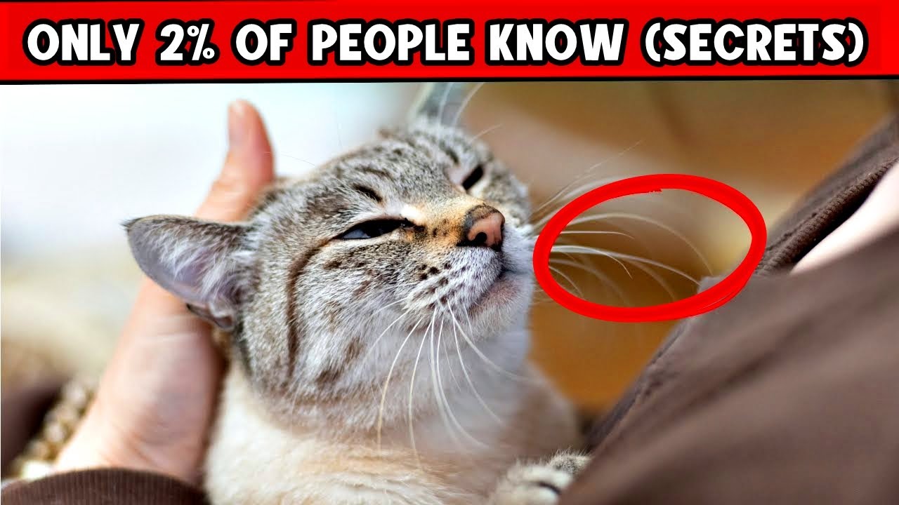Secrets That Only 2% of Cat Owners Know — And That Can Change Their Cats’ Lives!