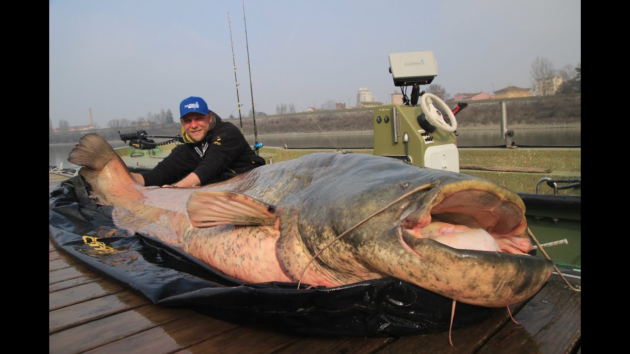 Vertikal Fischen Teil 2 / Taktik / Echolot-Einstellung /  Big One