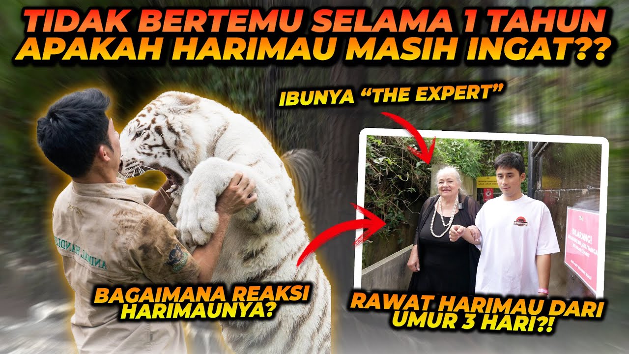 SETELAH TIDAK BERTEMU 1 TAHUN, BEGINI REAKSI HARIMAU KE WANITA YANG MERAWATNYA DARI UMUR 3 HARI !!