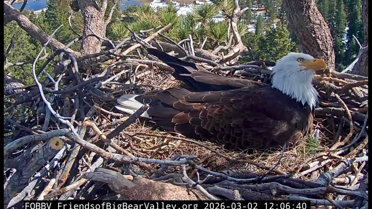 Jackie & Shadow- Big Bear Eagle Nest❤️03/02/26