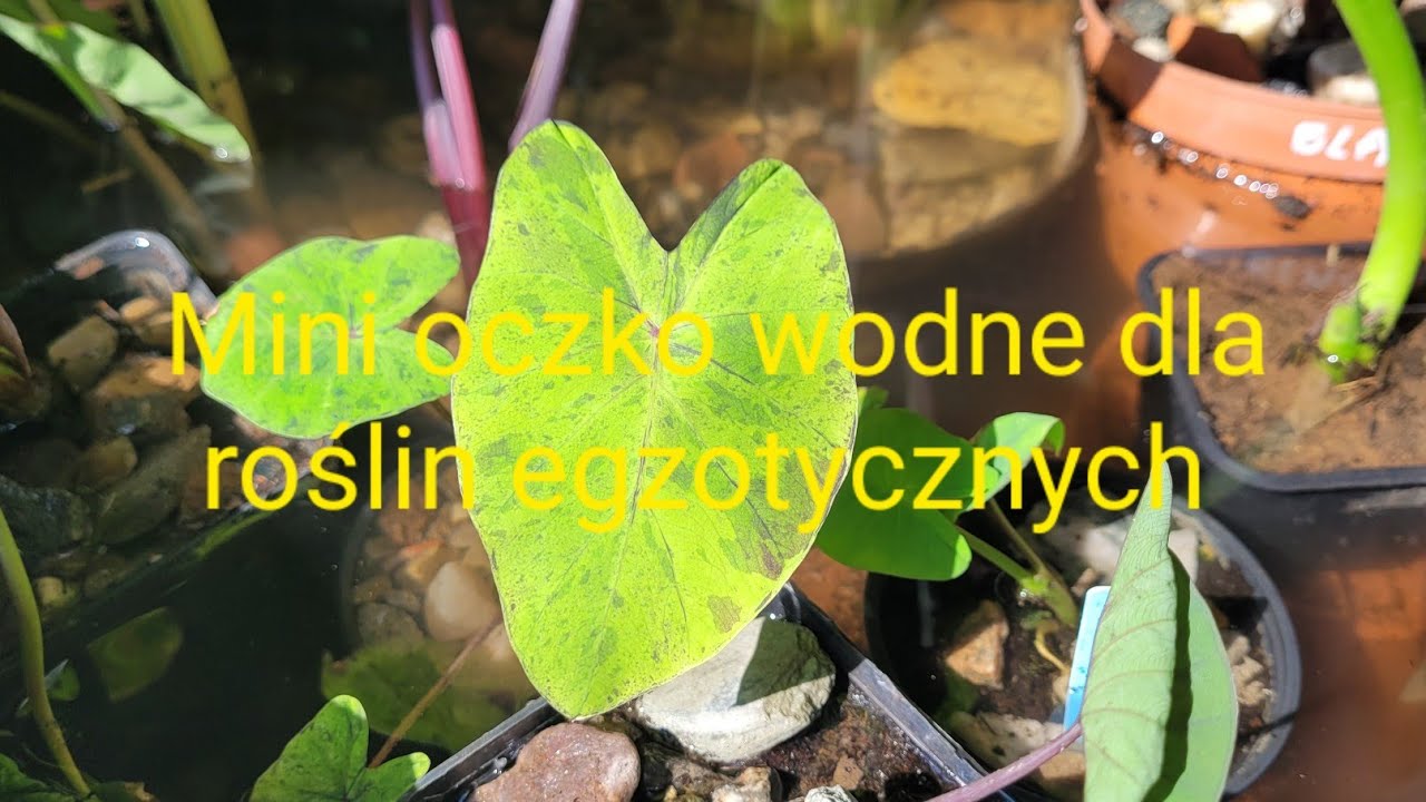 480#. Mini oczko wodne  dla roślin egzotycznych.