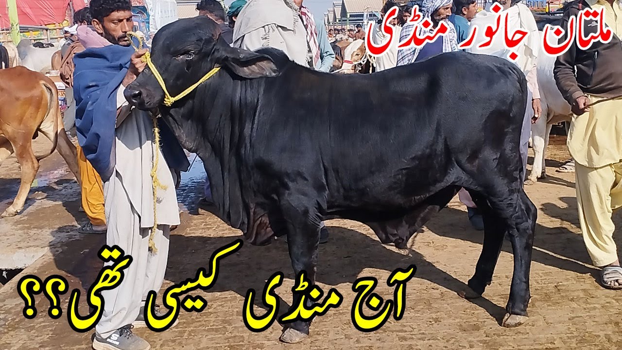 Цены на коров на рынке Мултана сегодня 🐄 | Телята хороших пород | Крупные и красивые телята | Обн...