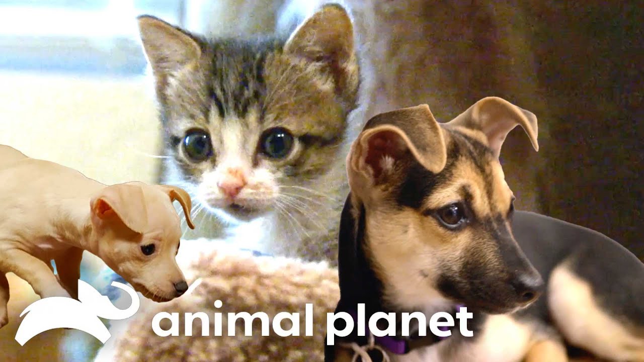 Most Inspiring Puppy Bowl Underdog Stories | Animal Planet