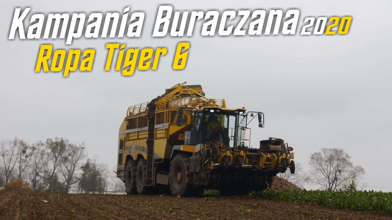 Kampania Buraczana 2020. Ropa Tiger 6
