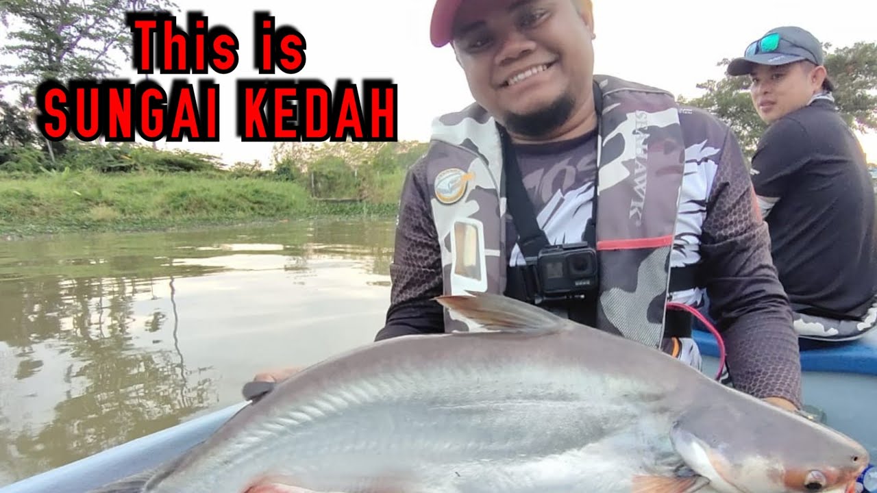 MAMA TOMAN Sungai Kedah Bahagian 2 || Racun Rod Terbaru TeamSeahawk Royal Channa