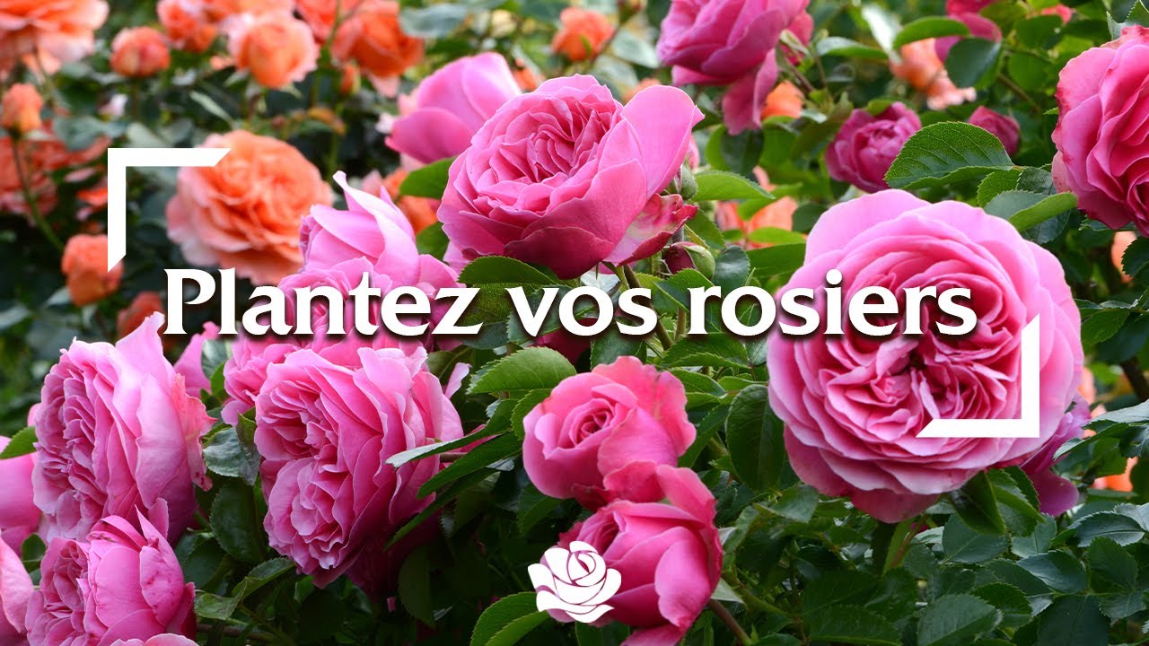 Plantez vos rosiers dès maintenant !