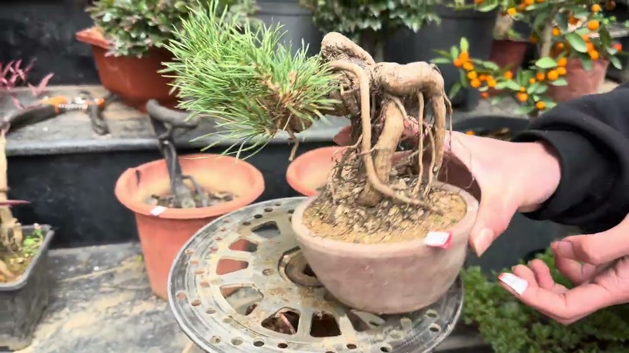 #bonsaitree#thông đen nhật bản 5 lá,nam thiên trúc,Tùng nhật shimpaku,dt 0973 446 313 tối 23/1/26