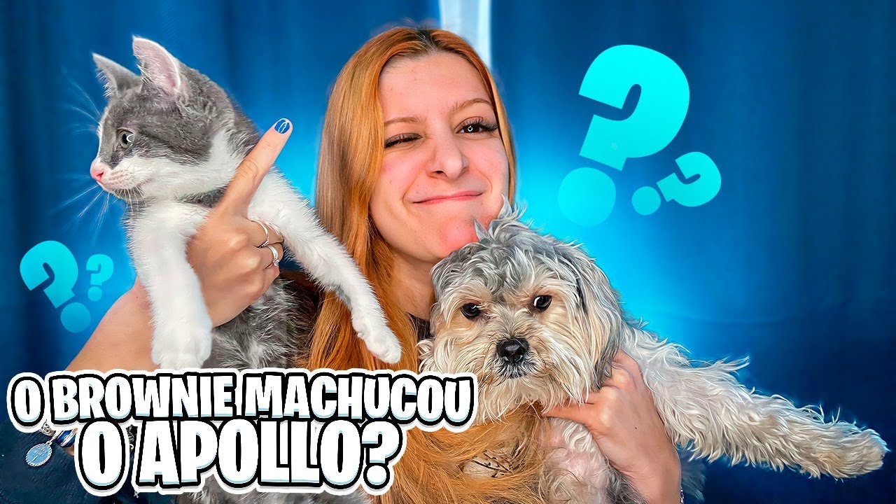 ADOTEI UM GATO FILHOTE! Meu cachorro gostou?