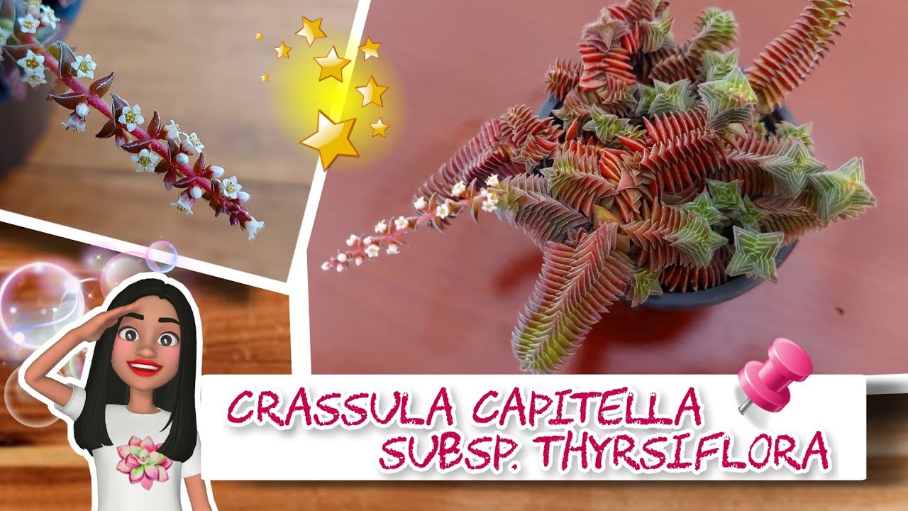 CRASSULA CAPITELLA  THYRSIFLORA/¡No creerás lo Hermosa que es esta Suculenta!🤯♥️🍃/Pagoda Roja
