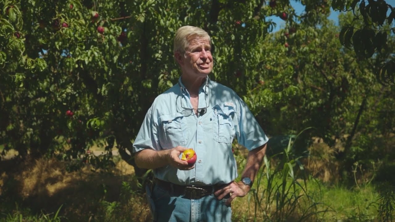 GROWN By | The Peterson Family: Honey Royale Nectarines