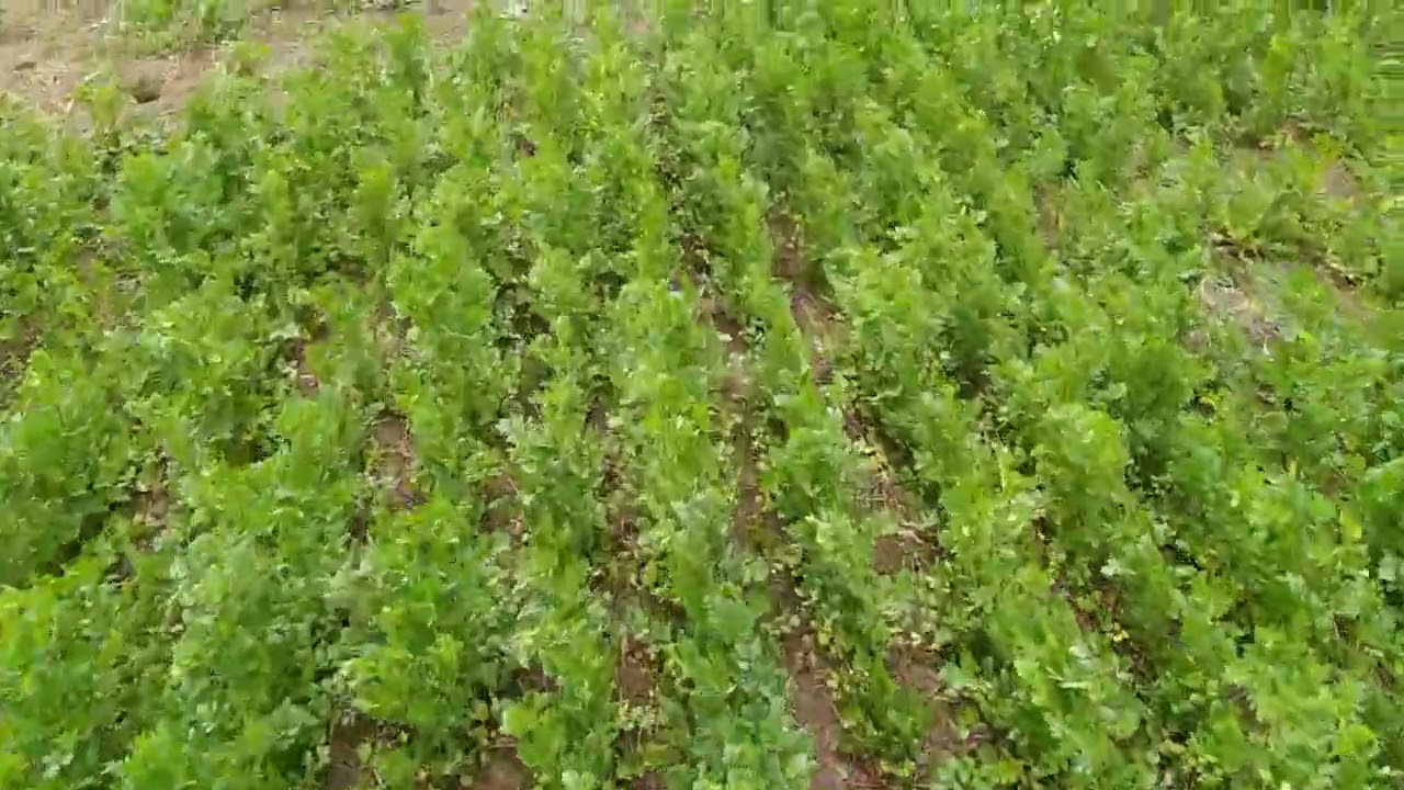 11.05.2021. Кориандр! Технология No-till!