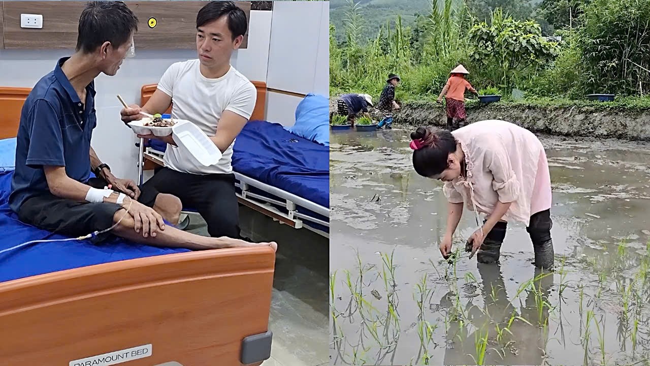 Mận went to plant rice, while Bảo took care of Mận's father in the hospital.
