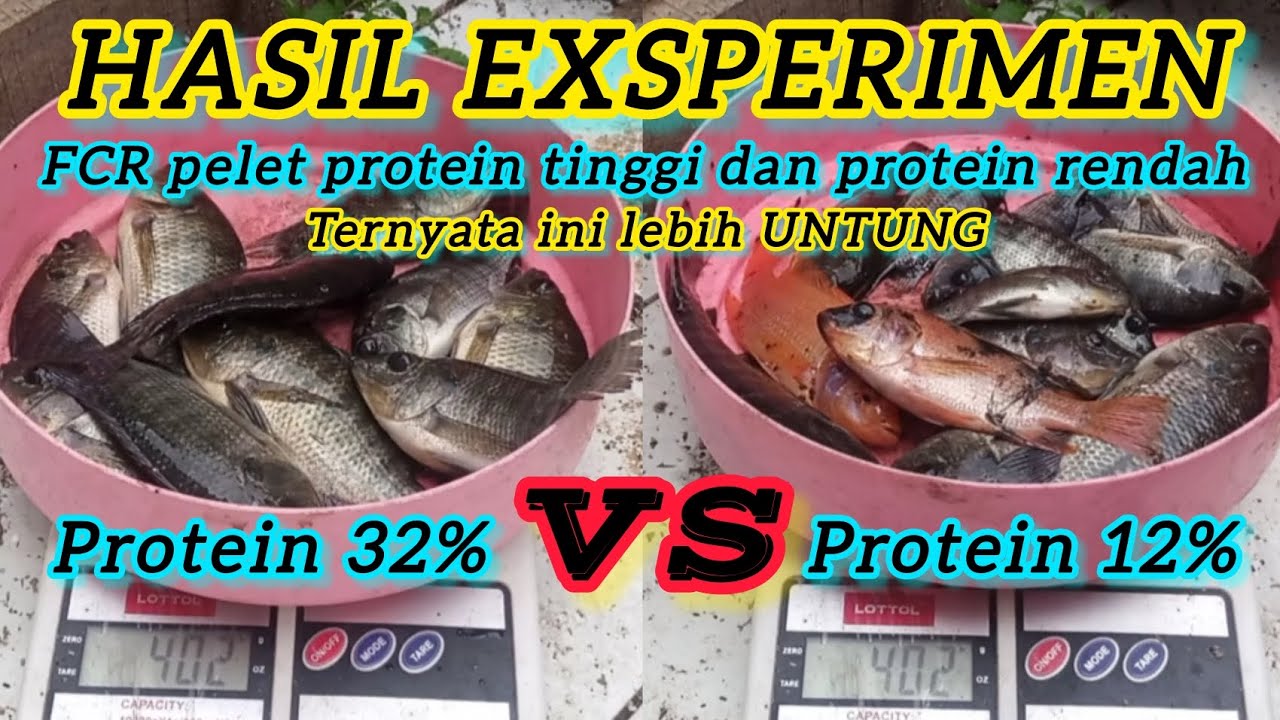 FAKTA BUDIDAYA IKAN NILA MANA LEBIH UNTUNG | NILA FULL PELET PROTEIN TINGGI / PELET PROTEIN RENDAH
