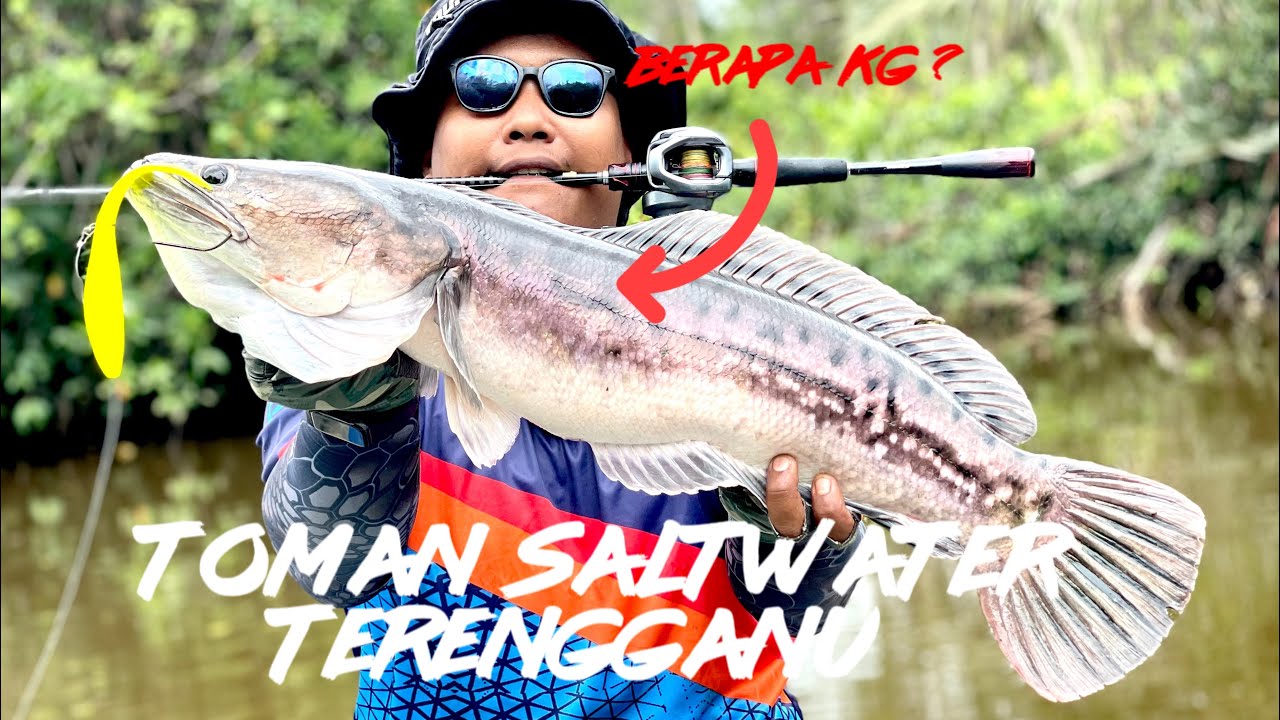 Toman terengganu | curado dc | shimano zodias