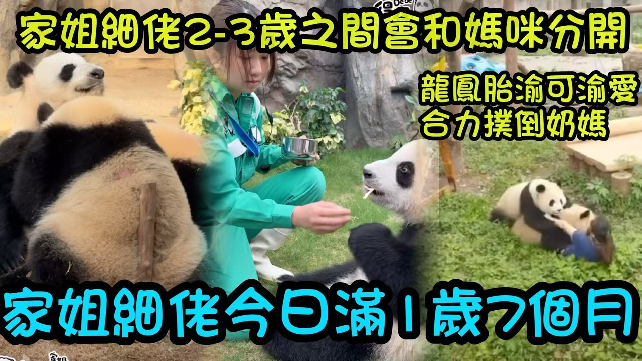 3月15日  家姐細佬滿19個月喇，預計2-3歲間會和媽媽分開，渝可渝愛19個月大時撲倒飼養員，所以家姐細佬慢慢開始和奶爸奶媽分開是有必要的#香港大熊貓  #大熊貓家姐細佬
