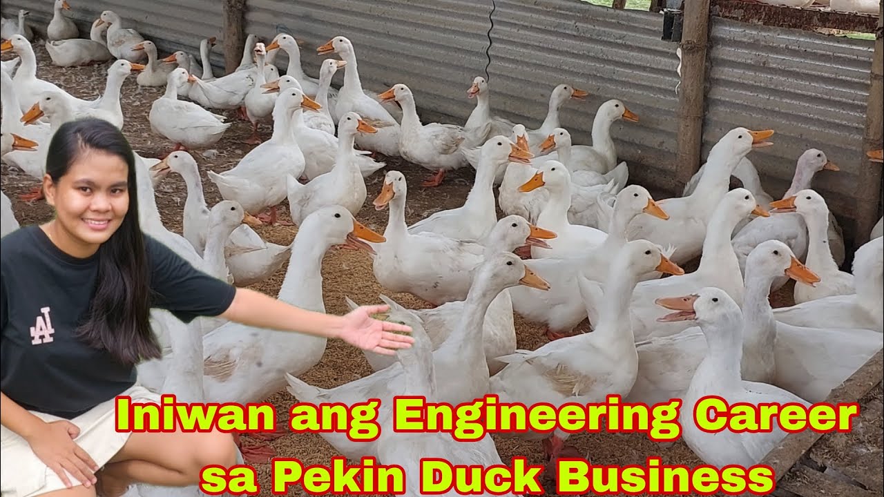 Engineer Umangat sa Buhay ng mag Fulltime sa Pag- aalaga ng Pekin Duck