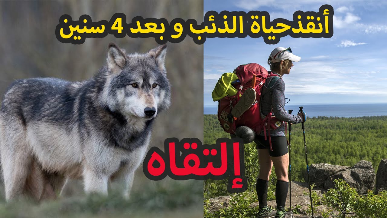 هذا المسافر أنقذ حياة ذئب .. وبعد 4 سنوات إلتقيا وكانت المفاجأة