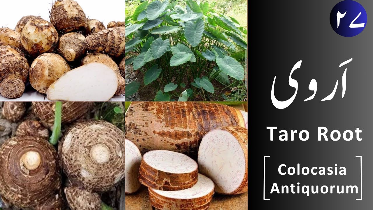 Arvi, اَروی , Taro Root (Colocasia Antiquorum) uses and properties.