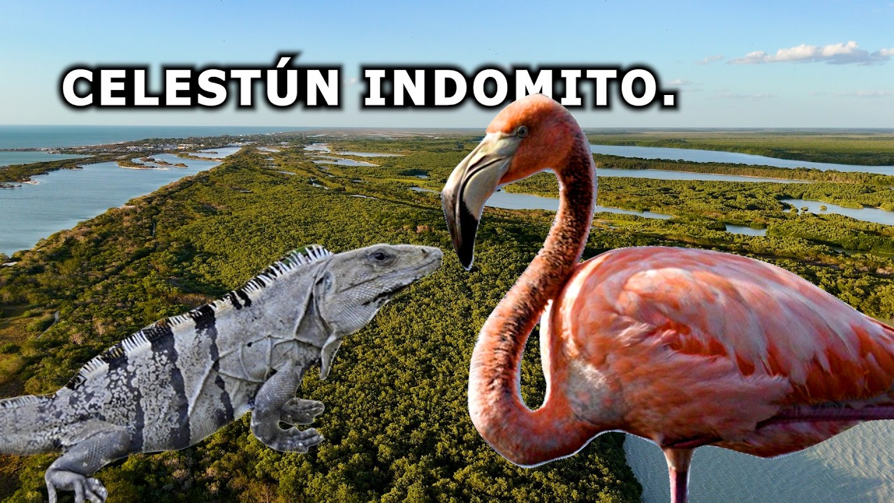 En las ENTRAÑAS del CELESTUN salvaje || YUCATAN
