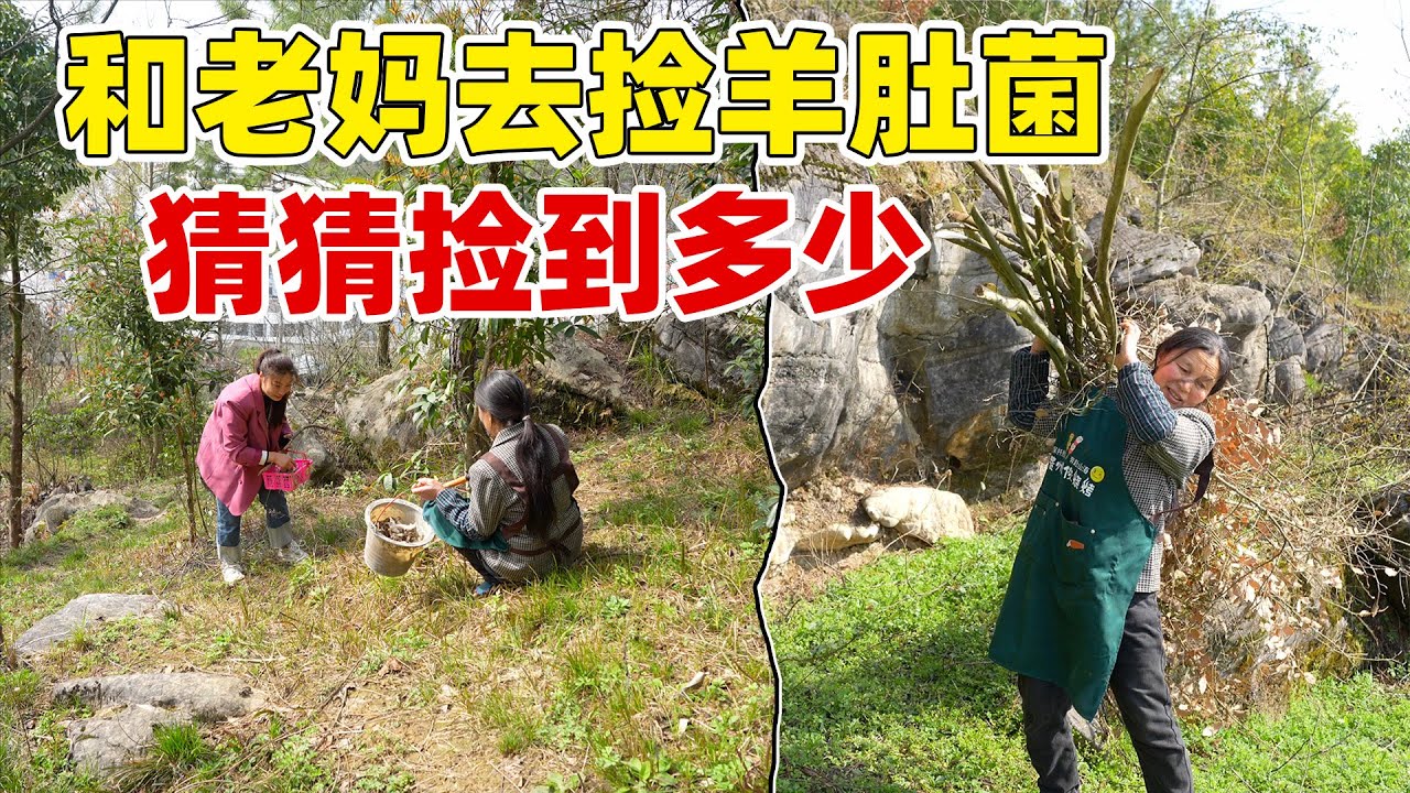 野生羊肚菌的营养价值特别高，市场上卖到三百多一斤，和妈妈也提着篮子去深山里碰碰运气