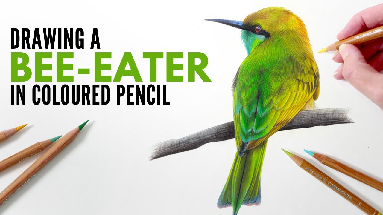 Green Bee-eater drawing in Colored Pencil | Bird Drawing Timelapse