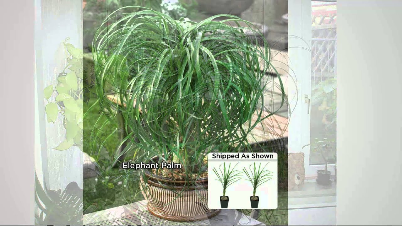 Roberta's 2-pc. Elephant Foot Bonsai Palm Trees with Kerstin Lindquist