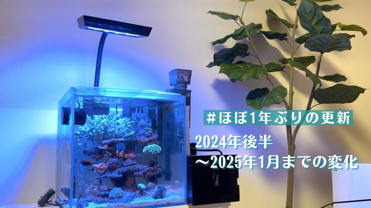 2024年後半～2025年1月までの水槽の変化！