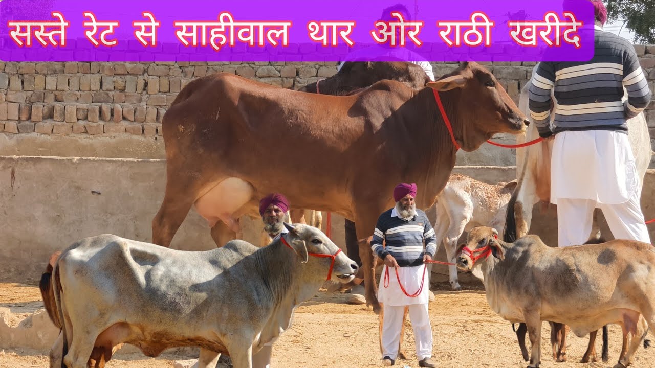ऐसी साहीवाल ओर थार गोमाता खरीदो बड़ी बड़ी ओर अच्छी जड़ वाली।। गौ माता हो ऐसी नींद आवे अच्छी