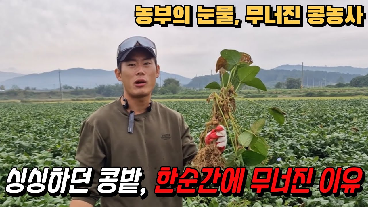 농부의 절규, 논콩 침수 후 한 달 후 모습#콩농사 #콩침수 #콩피해