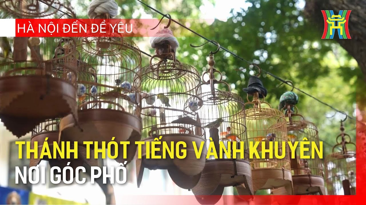Thánh thót tiếng chim vành khuyên nơi góc phố | Hà Nội đến để yêu