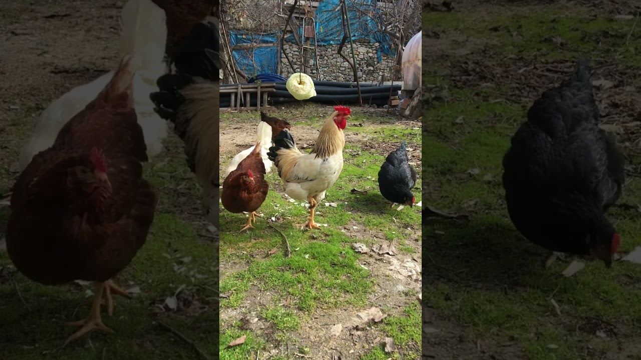 Tavuklarımıza lahana ve yeşillik verdik ✨🐓🐥🐣