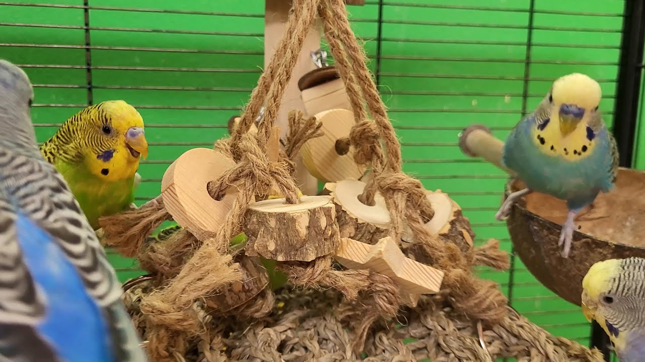 7 hours of budgie sounds for lonely birds