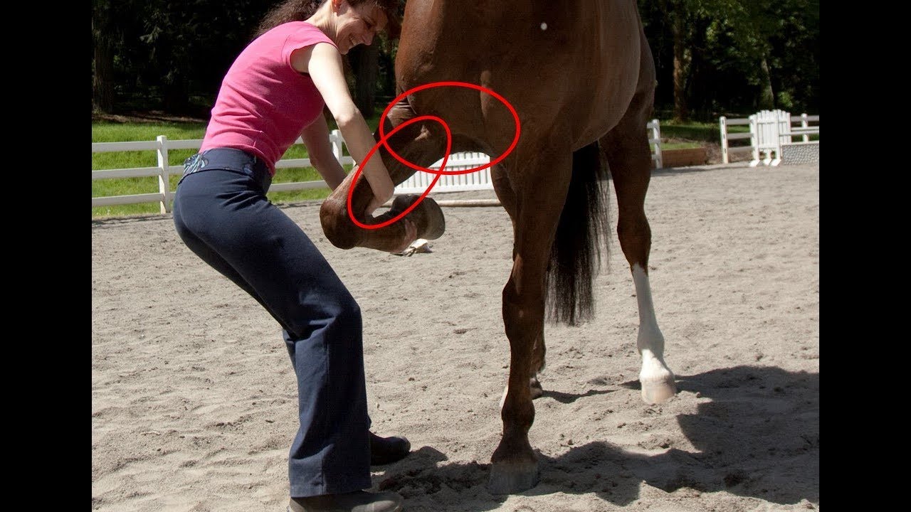 Horse Stretch For Front Leg and Pec (