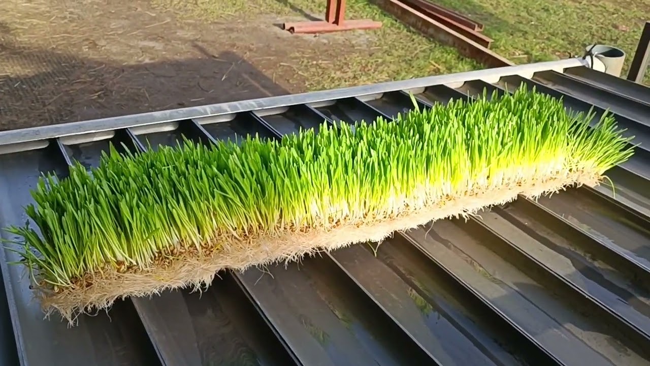 Výroba hydroponické stanice pro pěstování krmiva. - Test oběhu vody.