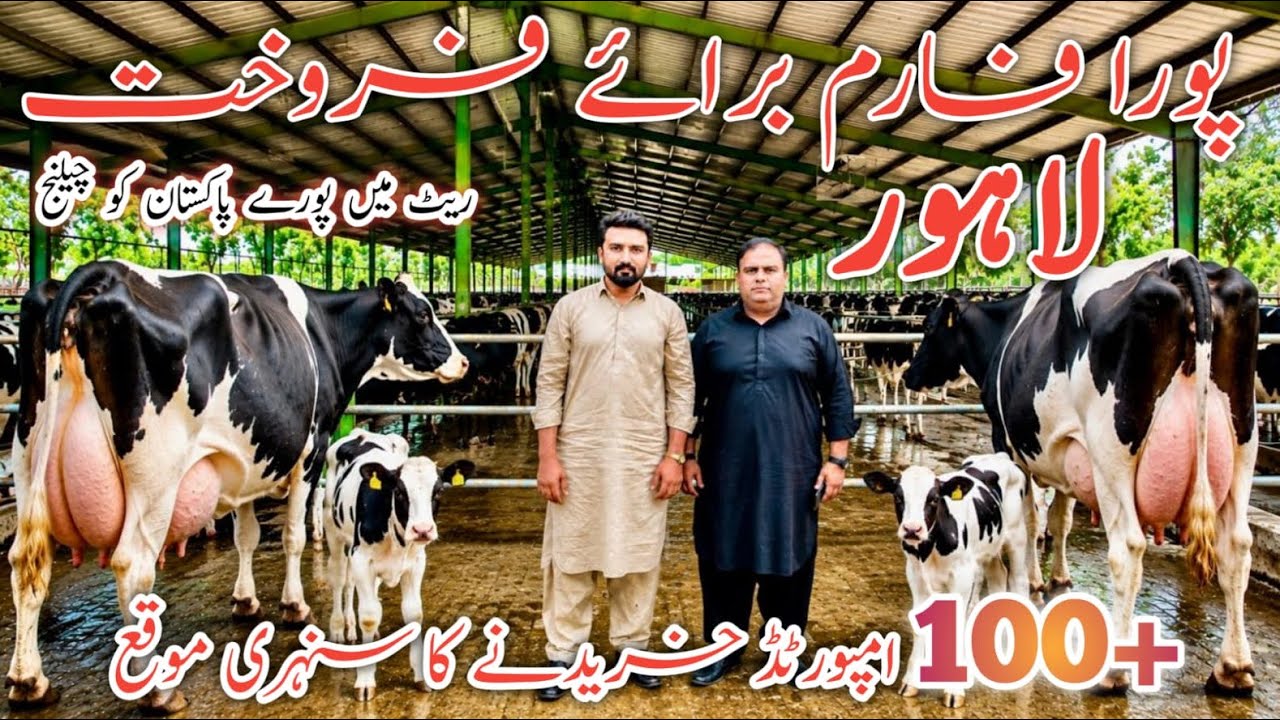 100+ Imported Cows for Sale in Lahore 🐄🔥 | Full Farm Sale | Premium HF Dairy Cows
